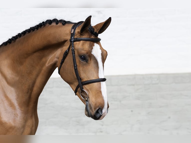 Zangersheider Gelding 4 years 17.1 hh  in WK Heerde