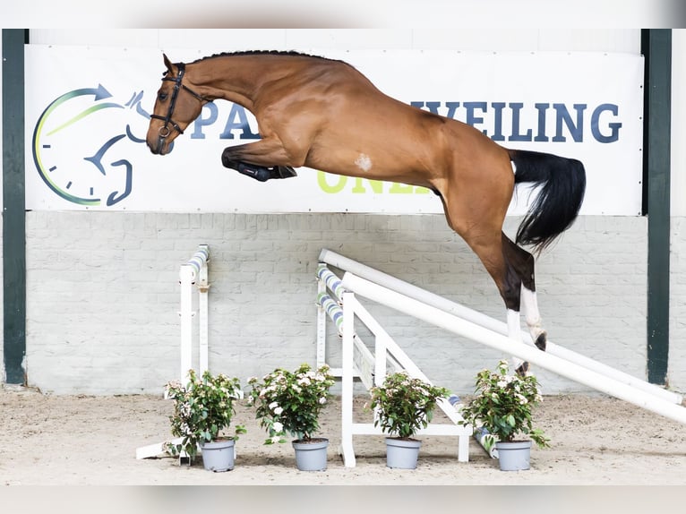 Zangersheider Gelding 4 years 17.1 hh  in WK Heerde