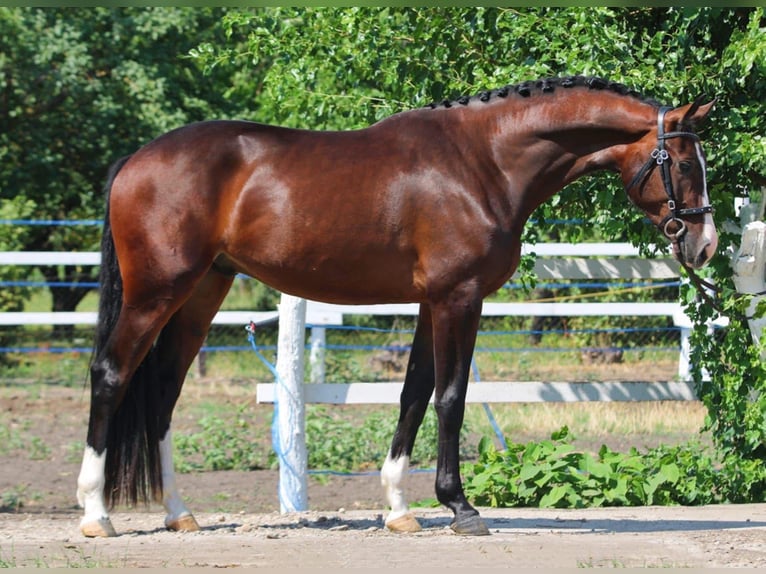 Zangersheider Gelding 4 years 17 hh Brown in Békéscsaba