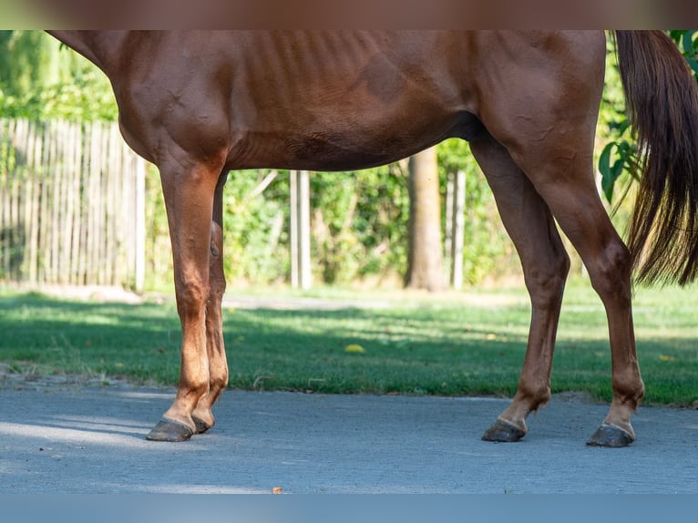 Zangersheider Gelding 4 years 17 hh Chestnut-Red in GROTE-BROGEL