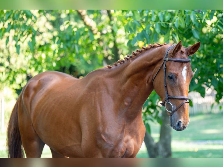 Zangersheider Gelding 4 years 17 hh Chestnut-Red in GROTE-BROGEL