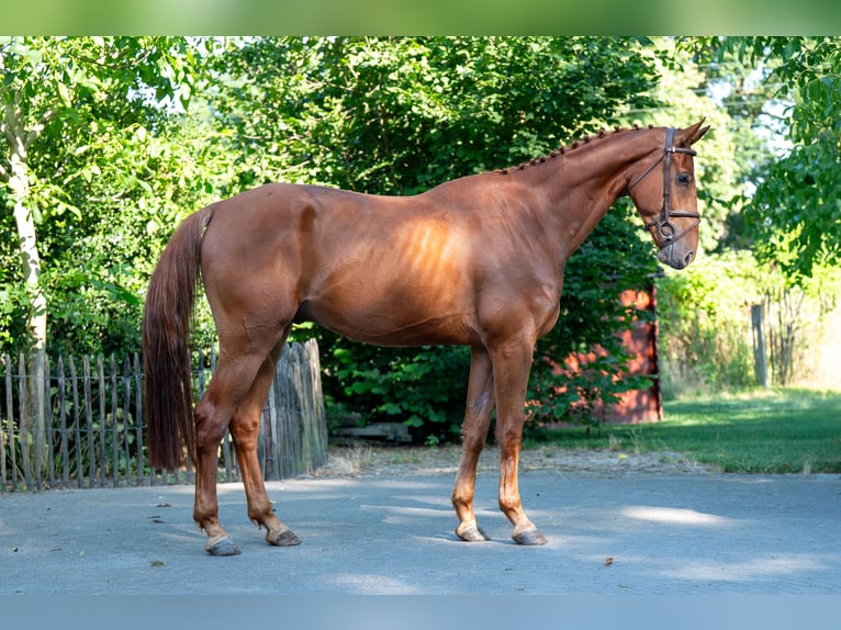 Zangersheider Gelding 4 years 17 hh Chestnut-Red in GROTE-BROGEL