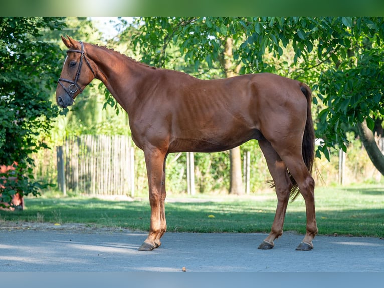 Zangersheider Gelding 4 years 17 hh Chestnut-Red in GROTE-BROGEL