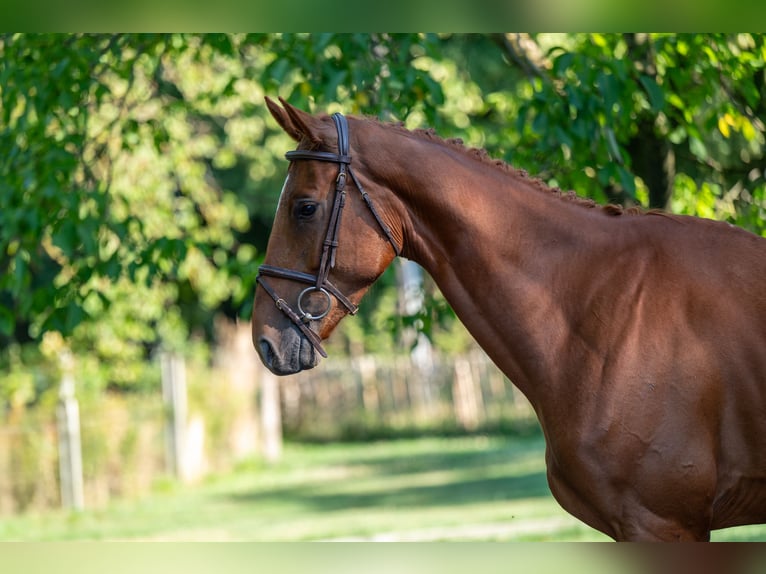 Zangersheider Gelding 4 years 17 hh Chestnut-Red in GROTE-BROGEL