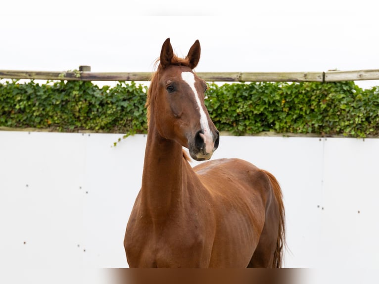 Zangersheider Gelding 4 years 17 hh Chestnut-Red in Lochem