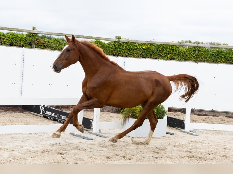 Zangersheider Gelding 4 years 17 hh Chestnut-Red in Lochem