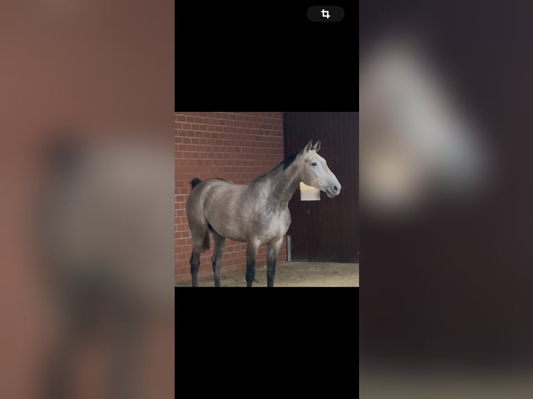 Zangersheider Gelding 4 years 17 hh Grey in Bramsche