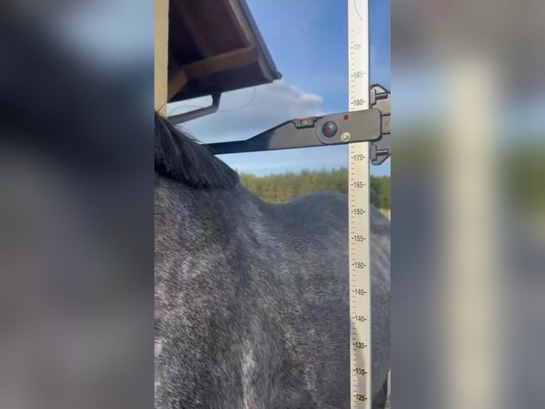 Zangersheider Gelding 4 years 17 hh Grey in Santok Zangersheider Gelding 4 years 17 hh Grey in Santok