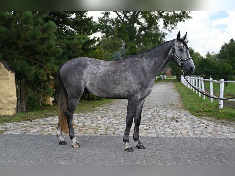 Zangersheider Gelding 4 years 17 hh Grey in Santok