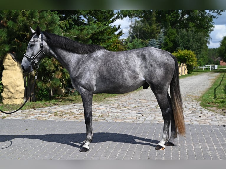 Zangersheider Gelding 4 years 17 hh Grey in Santok