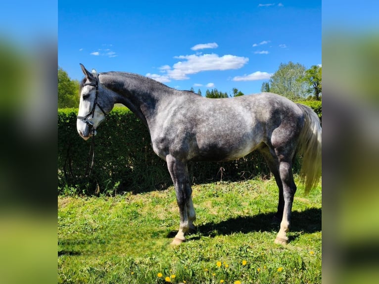 Zangersheider Gelding 4 years 17 hh Grey in Skarszewy