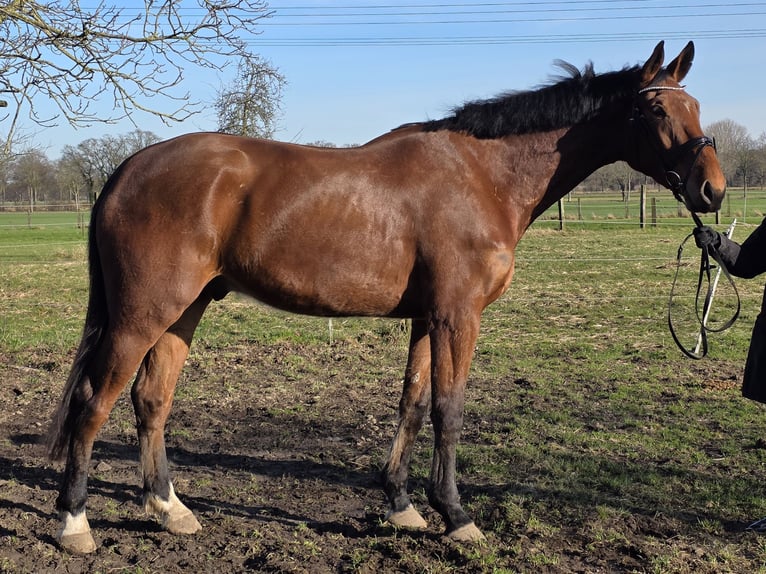 Zangersheider Gelding 4 years 17,1 hh Brown in Wachtendonk