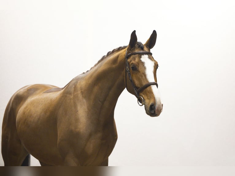 Zangersheider Gelding 4 years 17,1 hh  in Waddinxveen