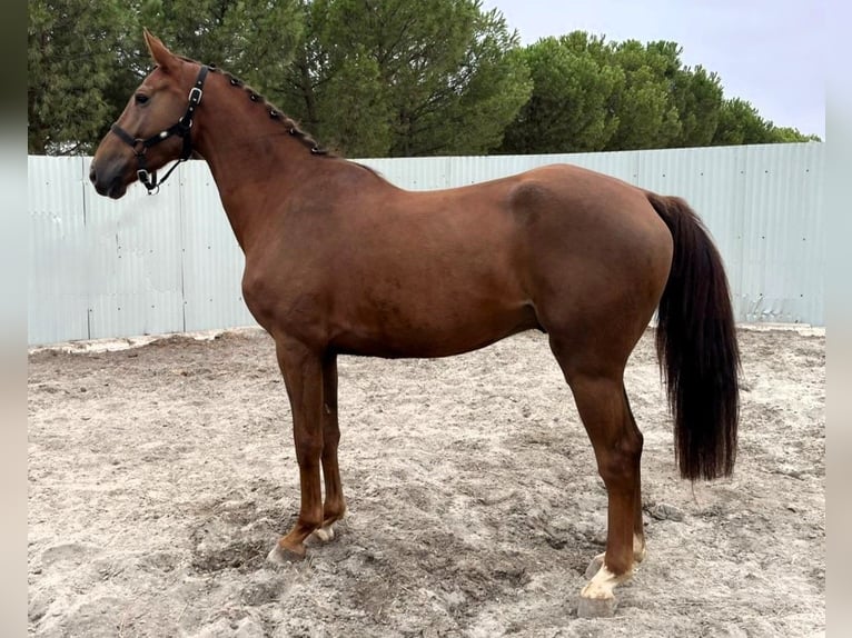 Zangersheider Gelding 4 years Chestnut-Red in SAFARA