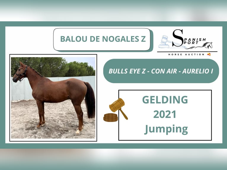 Zangersheider Gelding 4 years Chestnut-Red in SAFARA