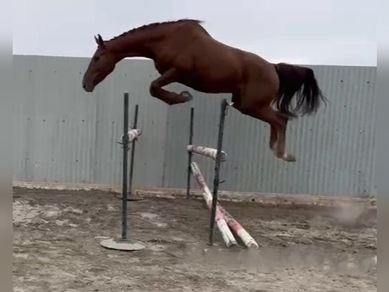 Zangersheider Gelding 4 years Chestnut-Red in SAFARA