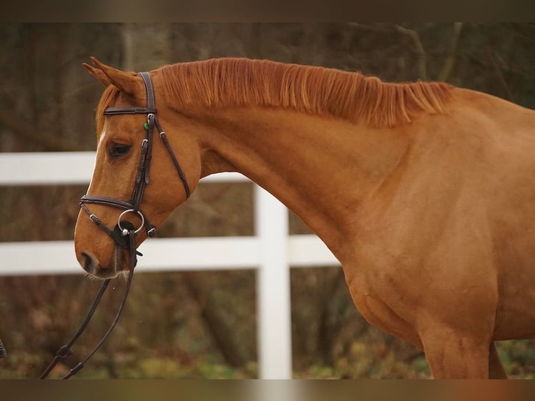 Zangersheider Gelding 4 years Chestnut-Red in St. Josefen