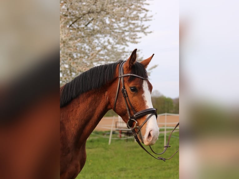Zangersheider Gelding 5 years 15.2 hh Brown in Hungen
