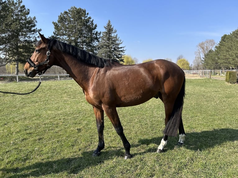 Zangersheider Gelding 5 years 15.2 hh Brown in Unterolberndorf