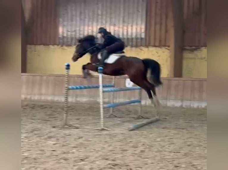 Zangersheider Gelding 5 years 15,3 hh Bay-Dark in Bled