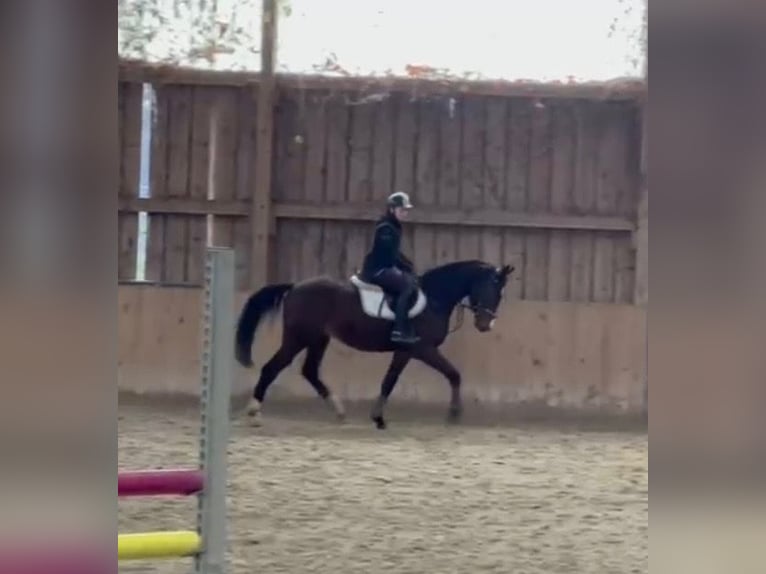 Zangersheider Gelding 5 years 15,3 hh Bay-Dark in Bled