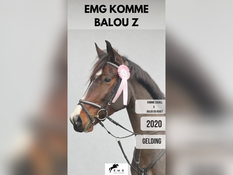 Zangersheider Gelding 5 years 15,3 hh Bay-Dark in Bled