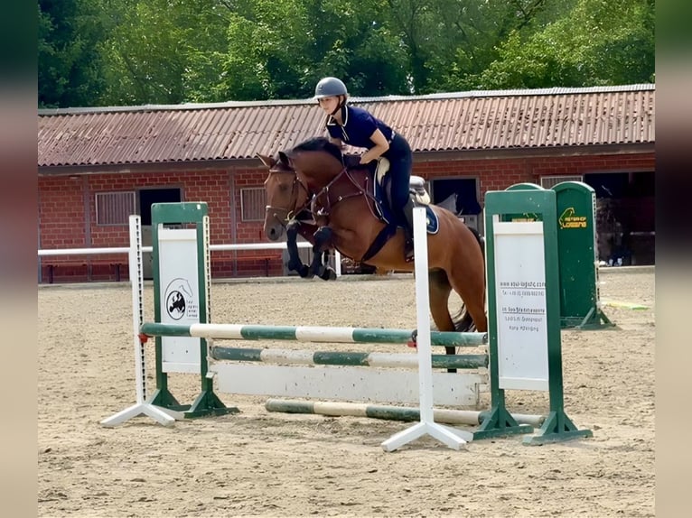 Zangersheider Gelding 5 years 15.3 hh Bay in Schoonoord