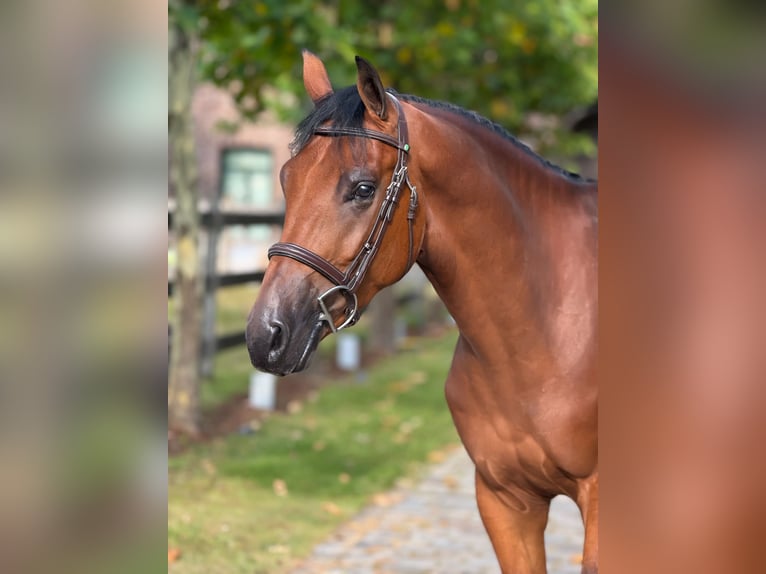Zangersheider Gelding 5 years 15.3 hh Bay in Schoonoord