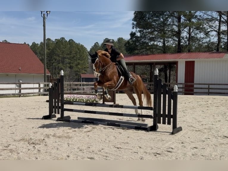 Zangersheider Gelding 5 years 15.3 hh Chestnut in Chesterfield