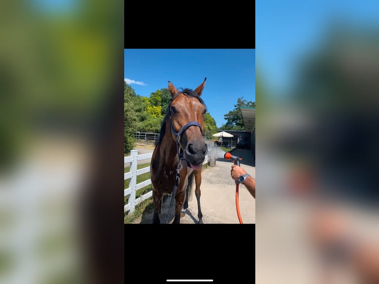 Zangersheider Gelding 5 years 15,1 hh Bay-Dark in W&#xFC;rzburgW&#xFC;rzburg