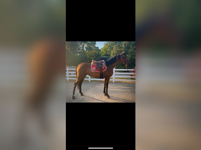 Zangersheider Gelding 5 years 15,1 hh Bay-Dark in W&#xFC;rzburgW&#xFC;rzburg