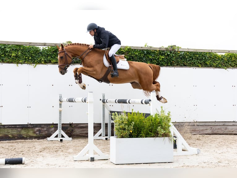 Zangersheider Gelding 5 years 15,2 hh Chestnut-Red in Waddinxveen Zangersheider Gelding 5 years 15,2 hh Chestnut-Red in Waddinxveen