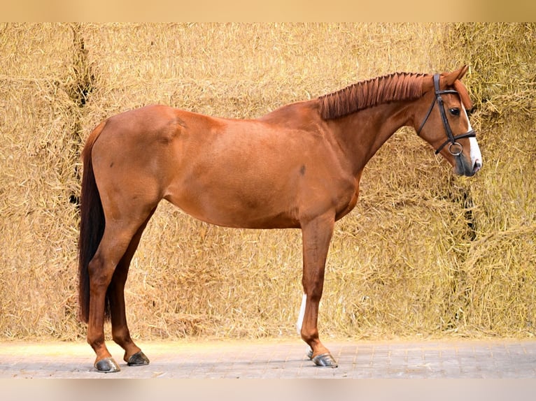 Zangersheider Gelding 5 years 15,2 hh Chestnut in Bladel