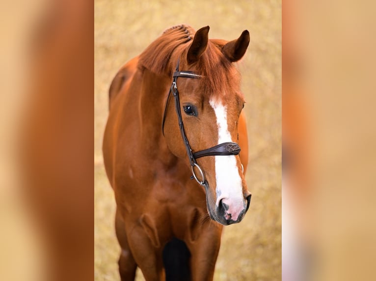 Zangersheider Gelding 5 years 15,2 hh Chestnut in Bladel