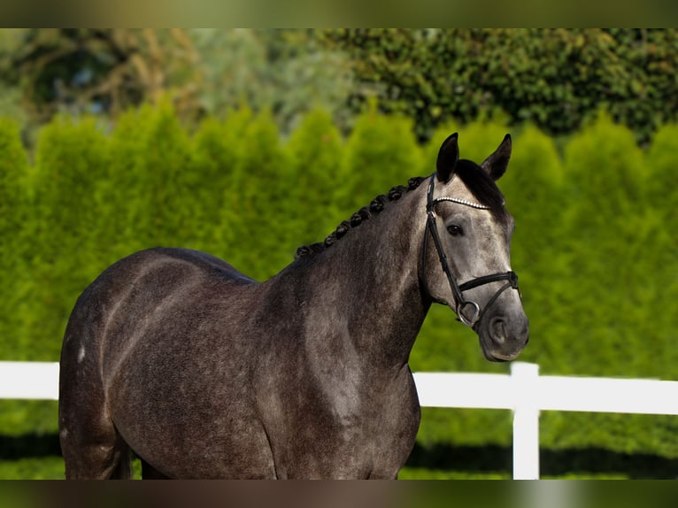 Zangersheider Gelding 5 years 15,2 hh Grey in Schw&#xE4;bisch Hall
