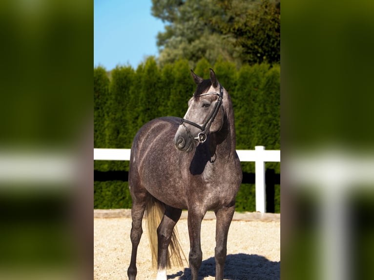 Zangersheider Gelding 5 years 15,2 hh Grey in Schw&#xE4;bisch Hall
