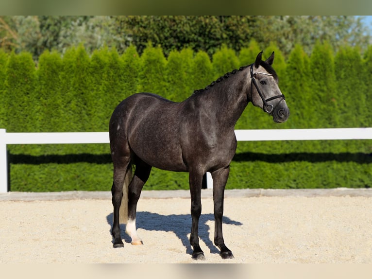 Zangersheider Gelding 5 years 15,2 hh Grey in Schw&#xE4;bisch Hall