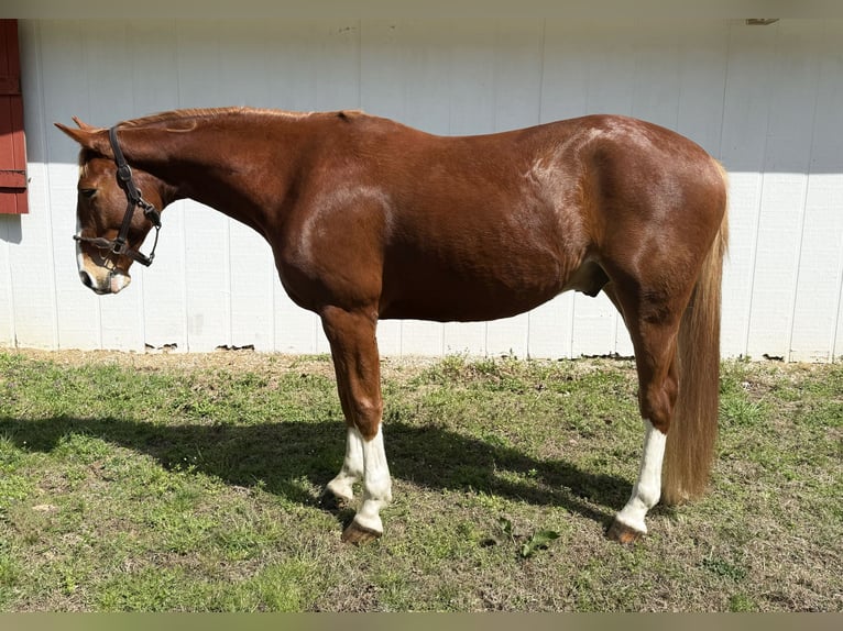 Zangersheider Gelding 5 years 15,3 hh Chestnut in Chesterfield