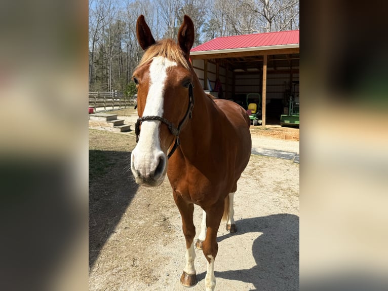 Zangersheider Gelding 5 years 15,3 hh Chestnut in Chesterfield