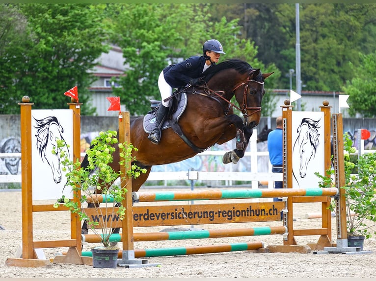 Zangersheider Gelding 5 years 16,1 hh Bay-Dark in Ersigen