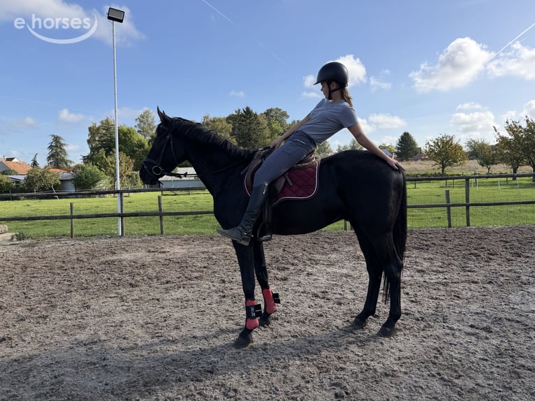 Zangersheider Gelding 5 years 16.1 hh Black in Dormaal