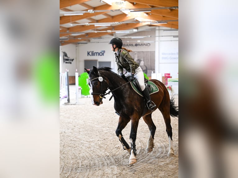 Zangersheider Gelding 5 years 16.1 hh Brown in Jarosławiec