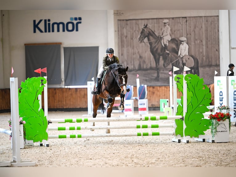 Zangersheider Gelding 5 years 16.1 hh Brown in Jarosławiec