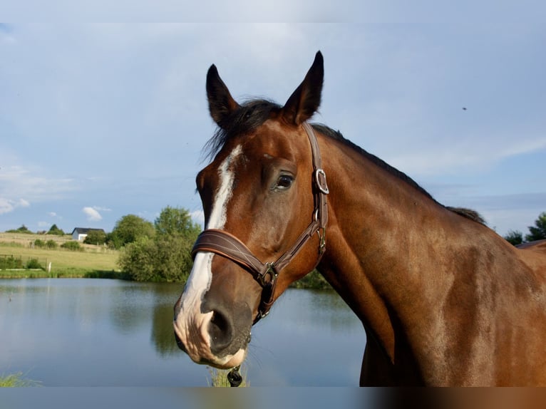 Zangersheider Gelding 5 years 16.1 hh Brown in Jarosławiec