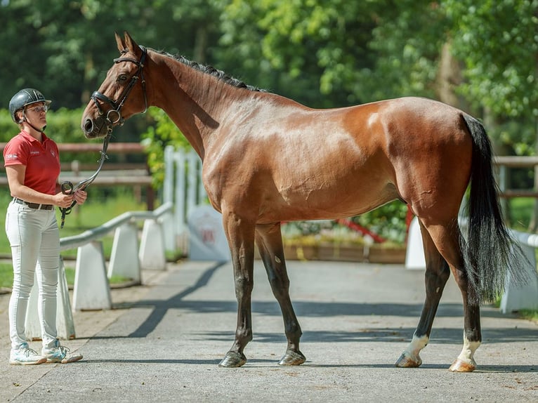 Zangersheider Gelding 5 years 16,1 hh Brown in Münster