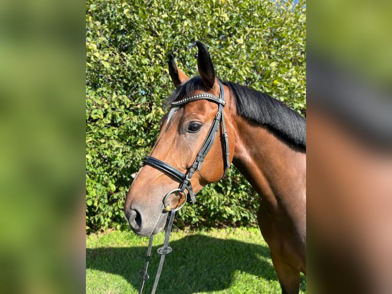 Zangersheider Gelding 5 years 16.1 hh Brown in Neuss