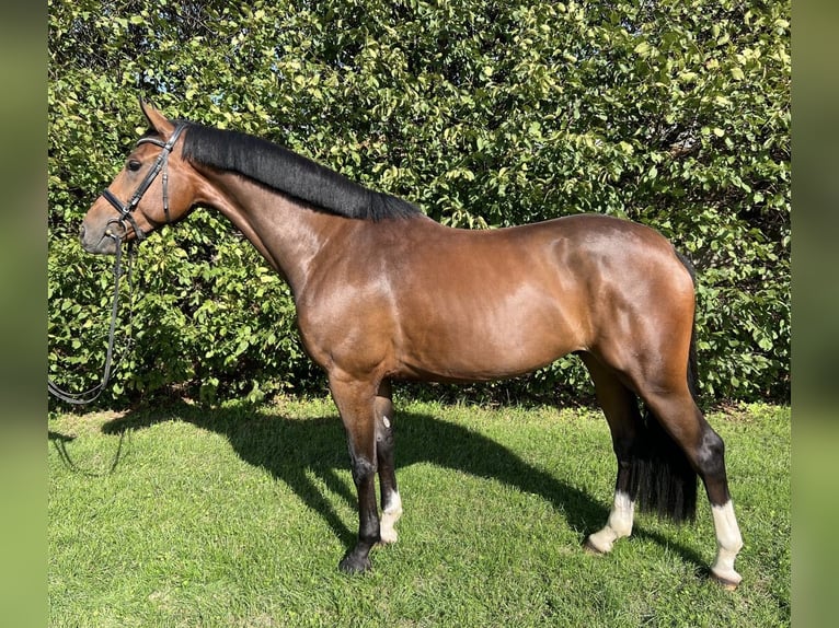 Zangersheider Gelding 5 years 16.1 hh Brown in Neuss