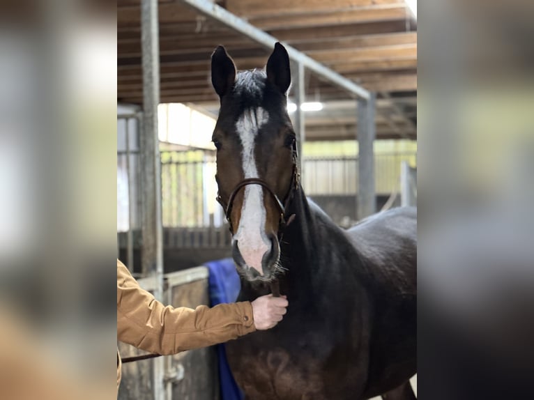 Zangersheider Gelding 5 years 16,1 hh Brown in Rhede