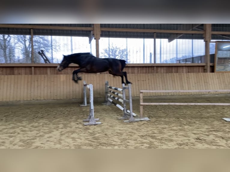 Zangersheider Gelding 5 years 16,1 hh Brown in Rhede