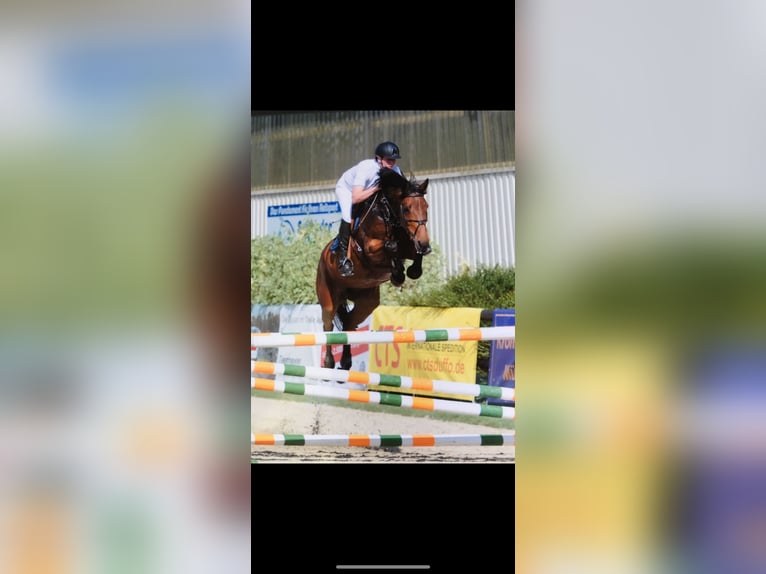 Zangersheider Gelding 5 years 16,1 hh Brown in Rhede